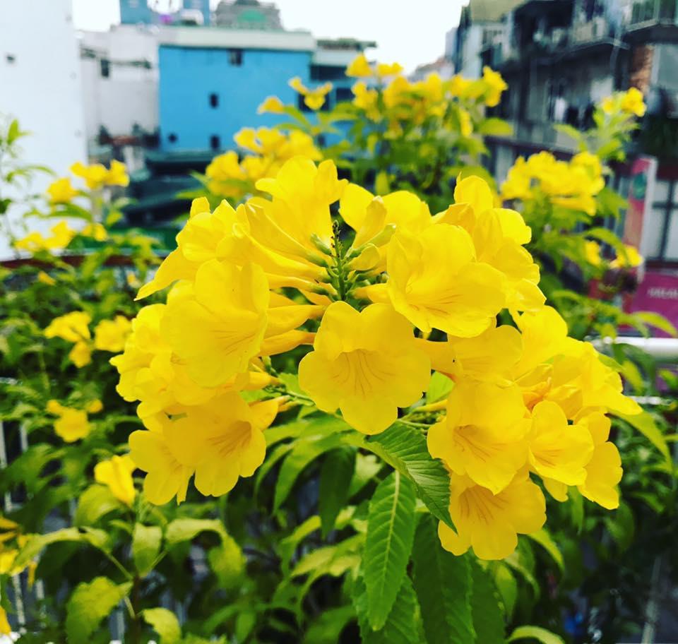 cây giống HOA CHUÔNG VÀNG