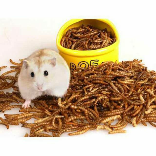 Sâu superworm size trung  sấy khô - 500g