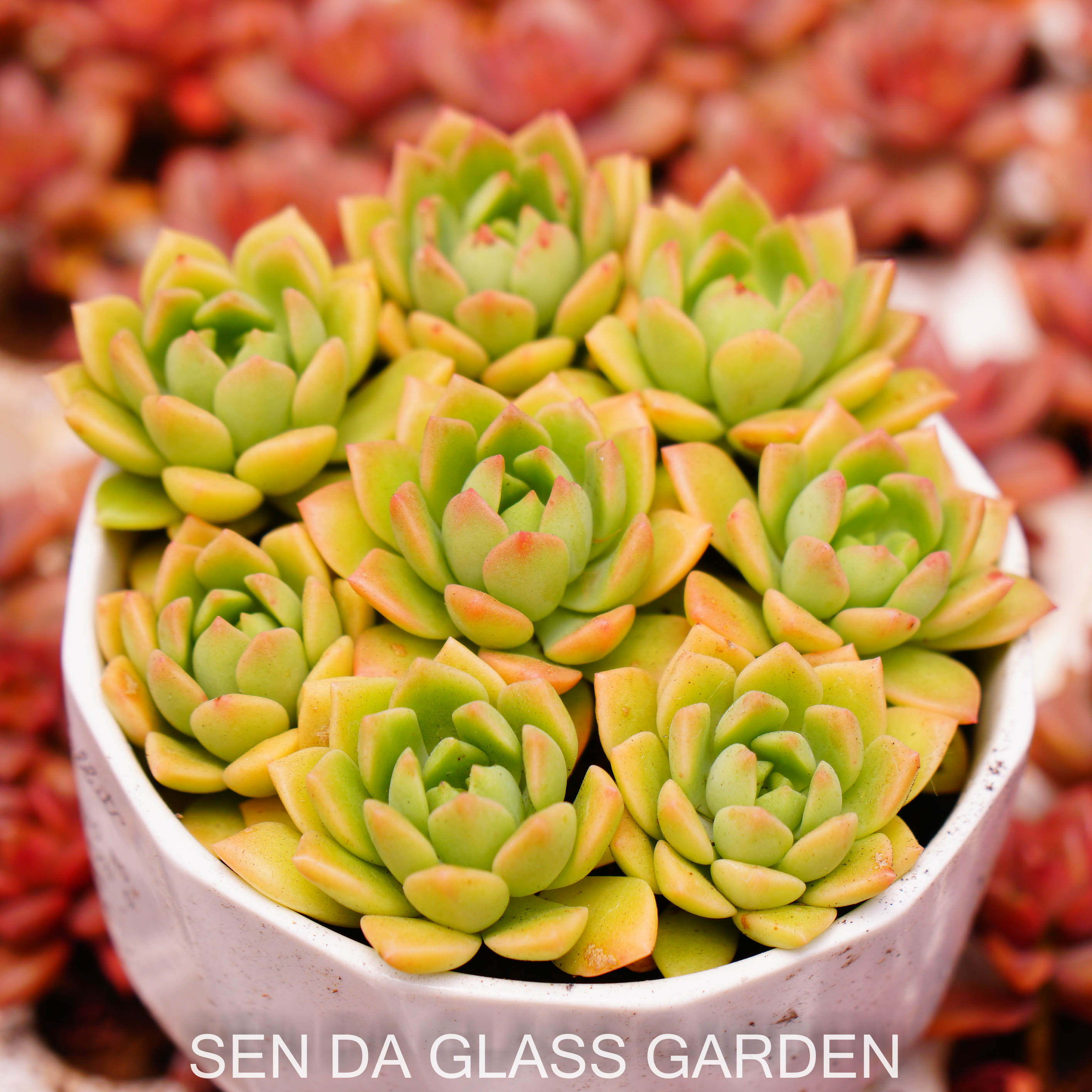 Set 5 cây sen đá mặt trời cam mini 2-3cm , lỗi 1 đổi 1