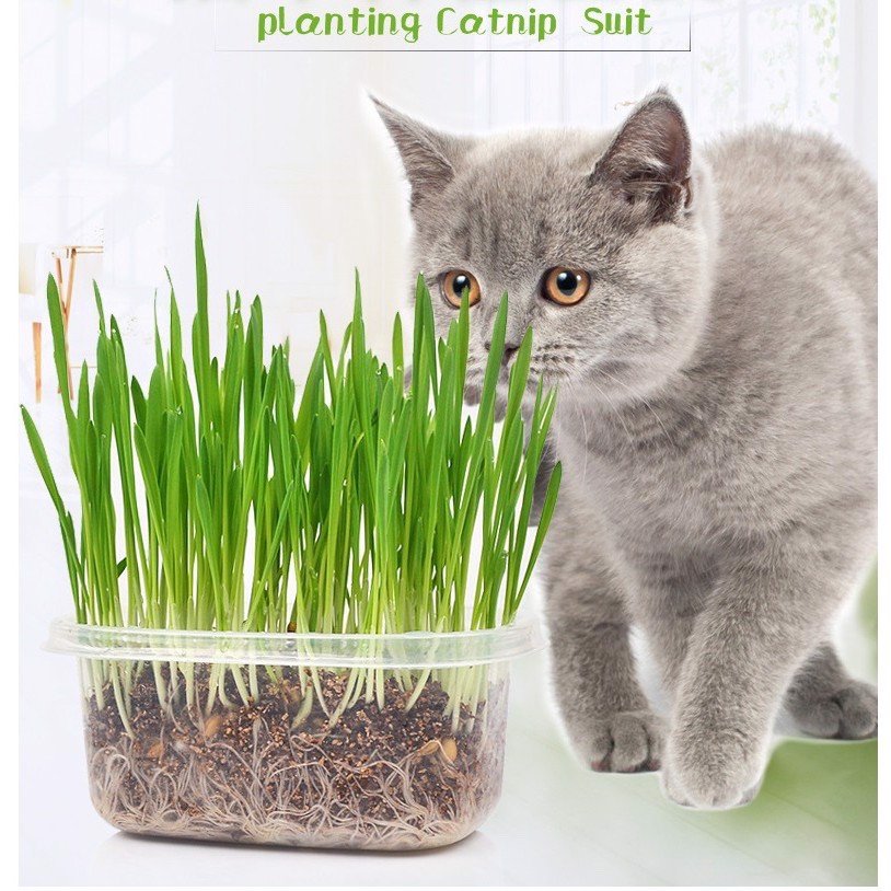 Combo hạt giống cỏ mèo và đất trồng cỏ trị búi lông cho mèo