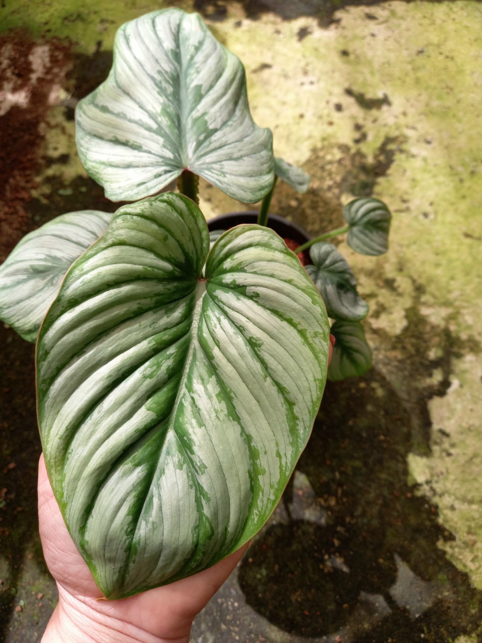 Philodendron Mamei - Silver cloud Trầu bà lá bạc