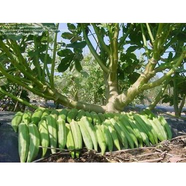 130H - Hạt Giống Đậu Bắp Xanh Thái lan