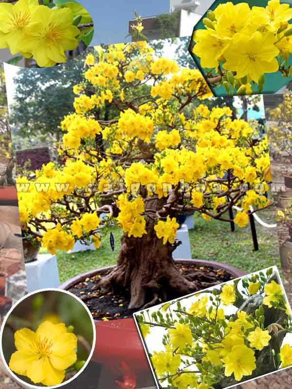 Hạt giống cây mai hoa vàng - hoa to chùm 5 cánh