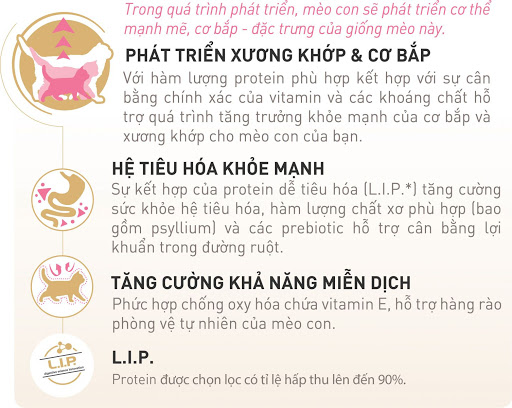 Hạt Cho Mèo Con Anh Lông Ngắn Thành Royal Canin British Shorthair Kitten