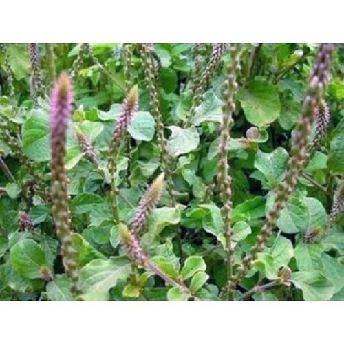 Hạt giống Cây Ngưu Tất ( cây dược liệu ) - 50 hạt/gói