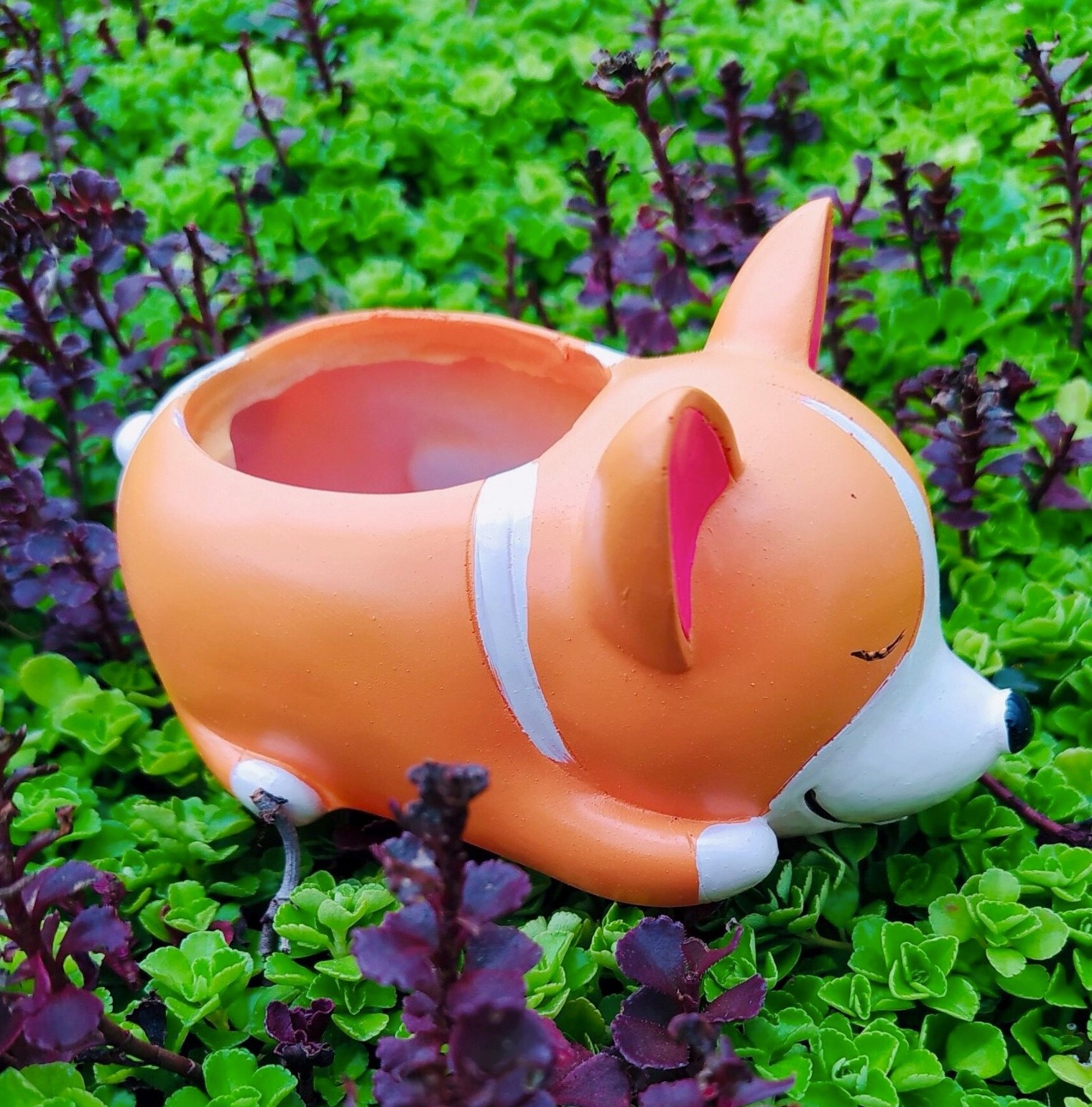 CHẬU THÚ CORGY SIÊU CUTE