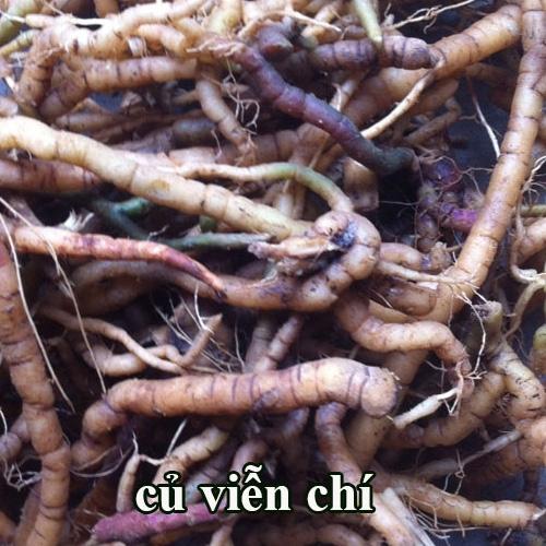 Cây viễn chí khô - 1kg