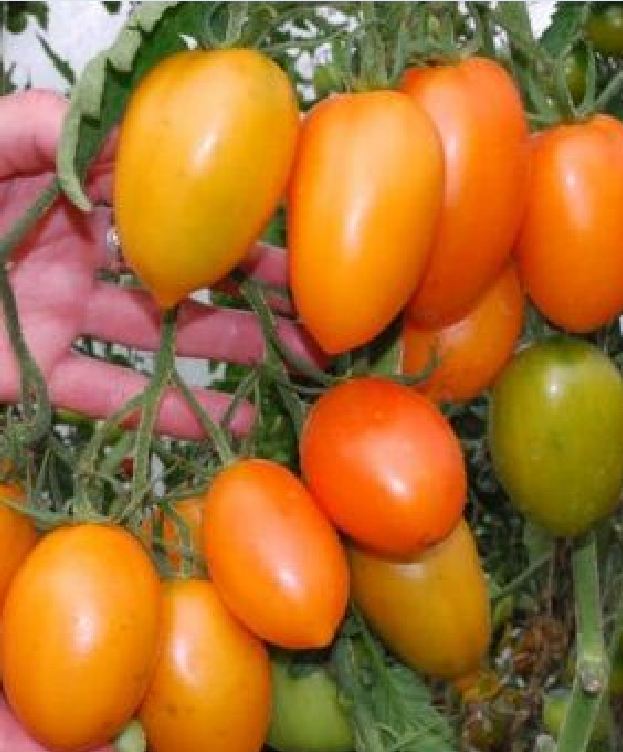 Hạt giống cà chua chuối quả đỏ ( cà chua ngón tay ) - gói 30 hạt