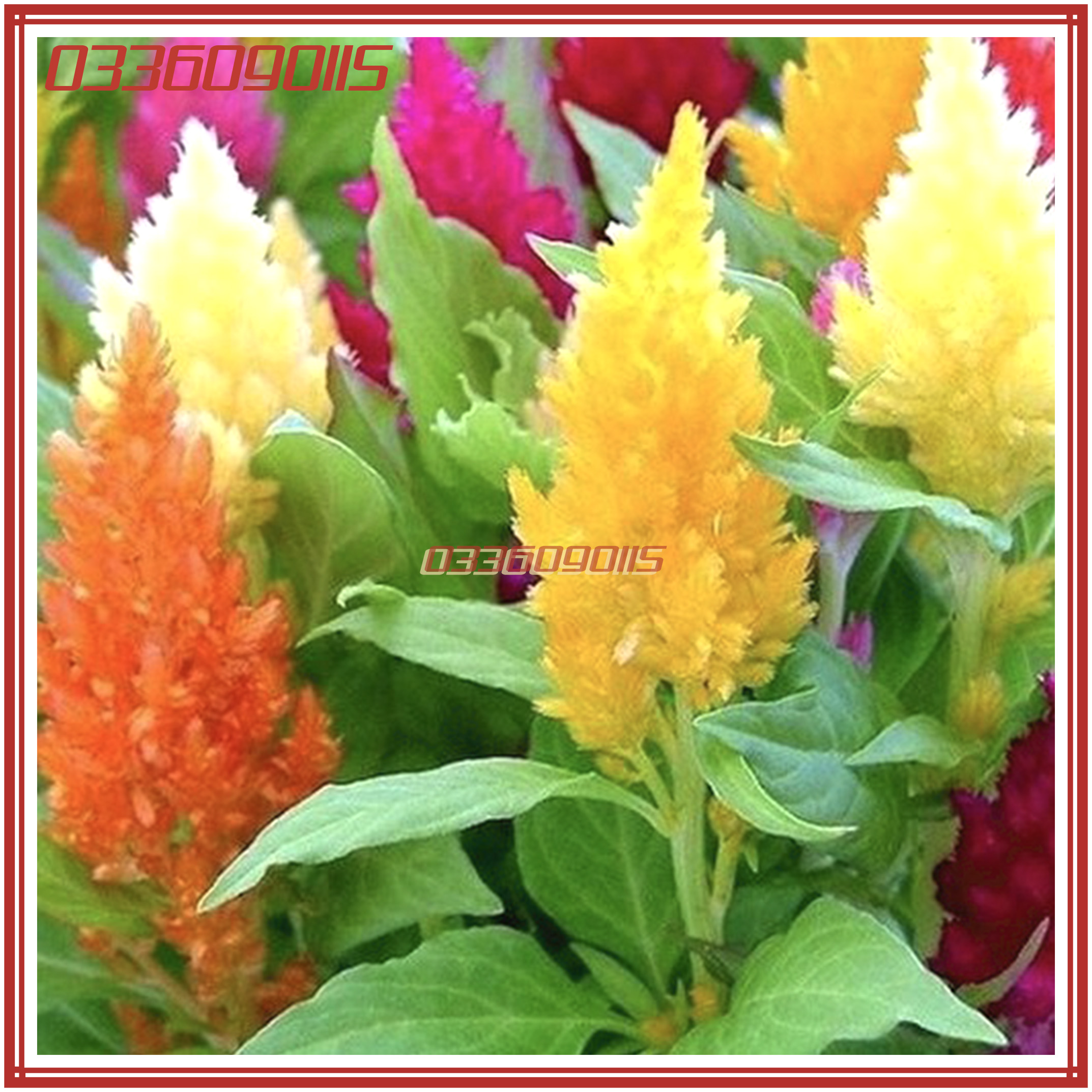 Hạt Giống Hoa Mào Gà Lửa Mix màu (100 hạt)