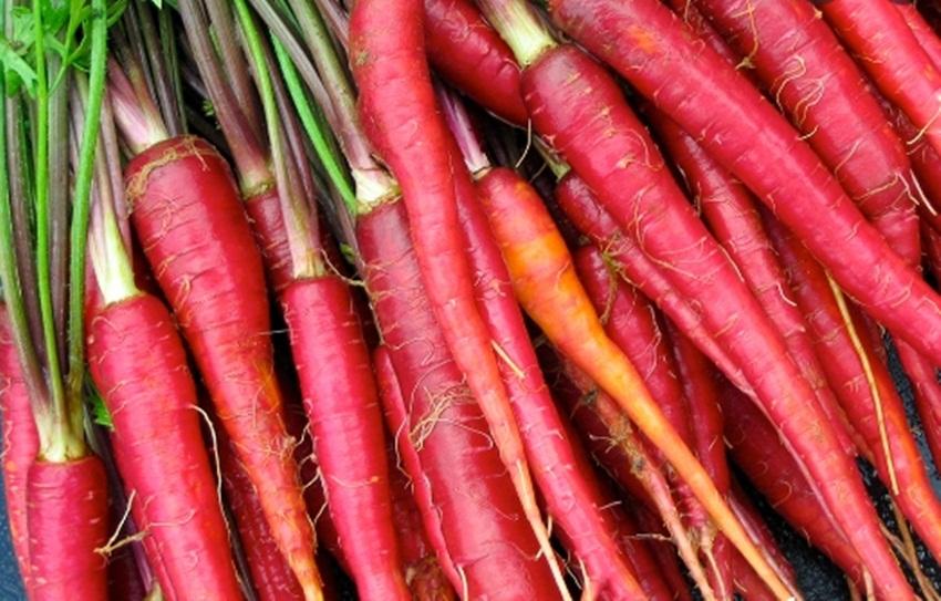 Hạt giống Củ cà rốt đỏ - Gói lớn nhiều hạt, Tặng gói kích nảy mầm