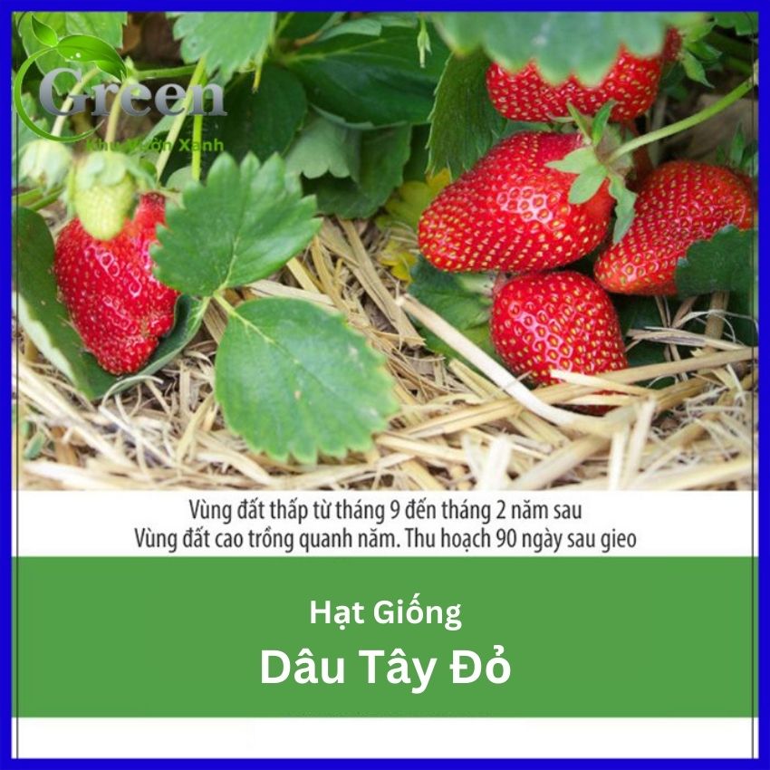 Hạt Giống Dâu Tây Đỏ (100H)