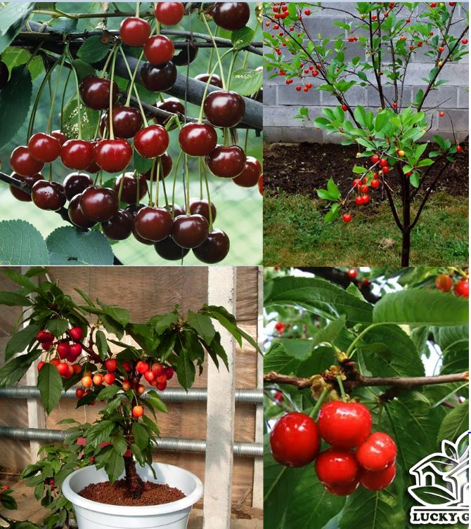 "Gói 10 "Hạt giống Cây Ăn Trái Cherry Đỏ [Seeds]