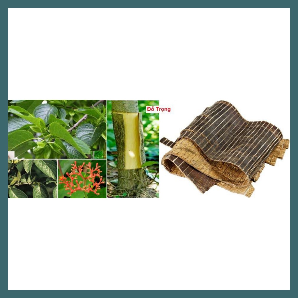Đỗ Trọng Bắc (Hàng chất lượng loại 1) 100gr