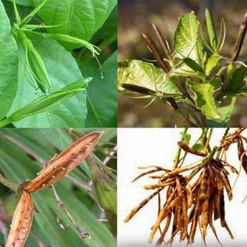 Hạt giống cây Nổ - sâm Tanh Tách (10 quả)