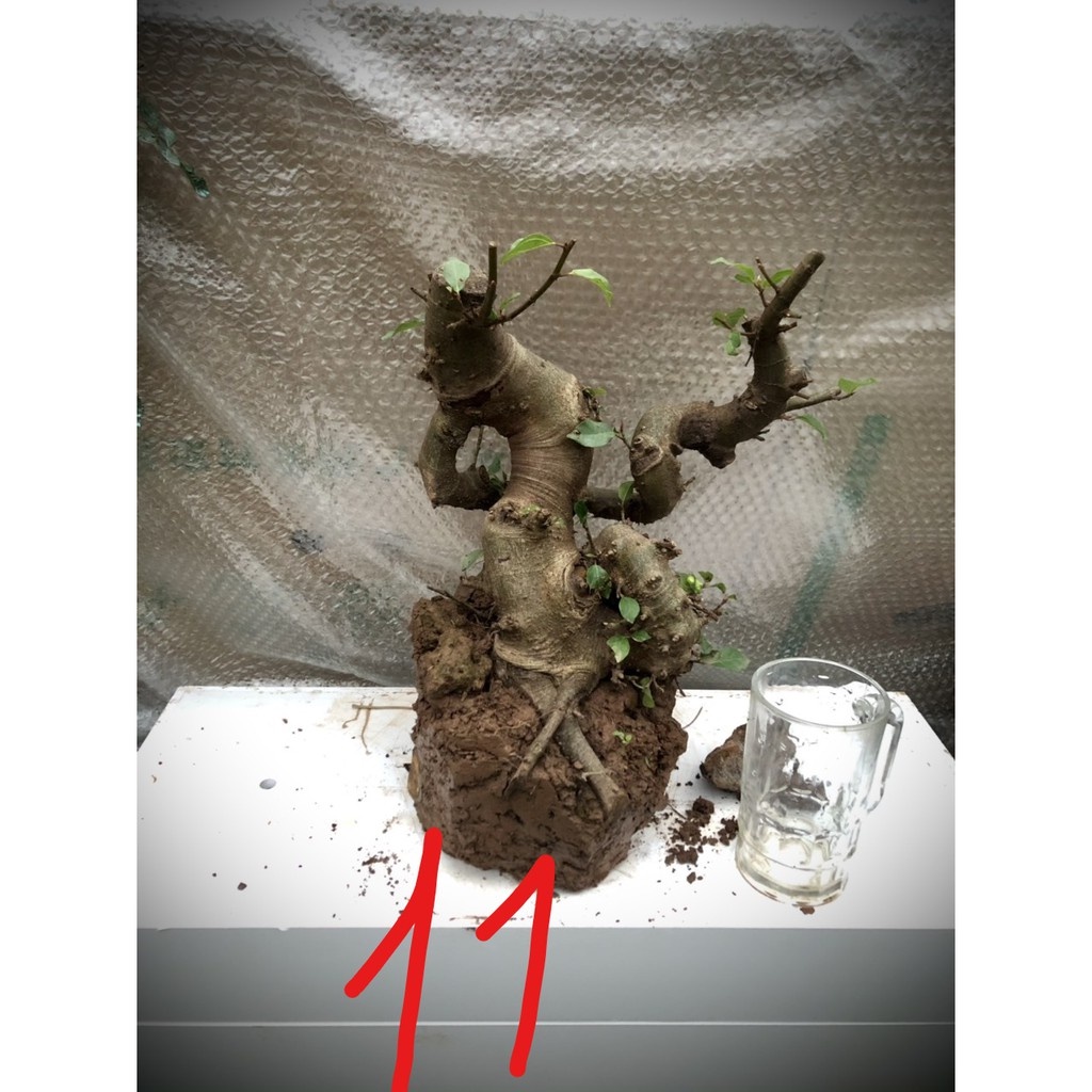 Cây sung bonsai phôi (ảnh thật) đánh số 1-20.