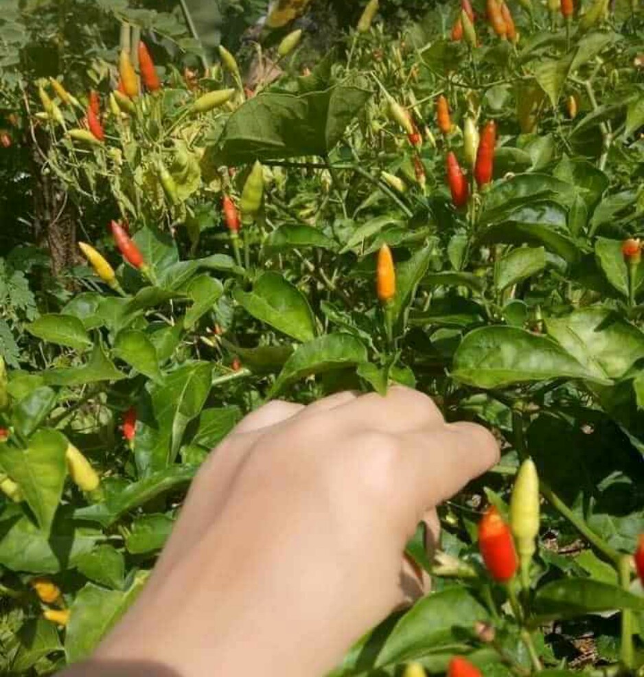 HẠT ỚT XIÊM RỪNG ( gói 1gram)
