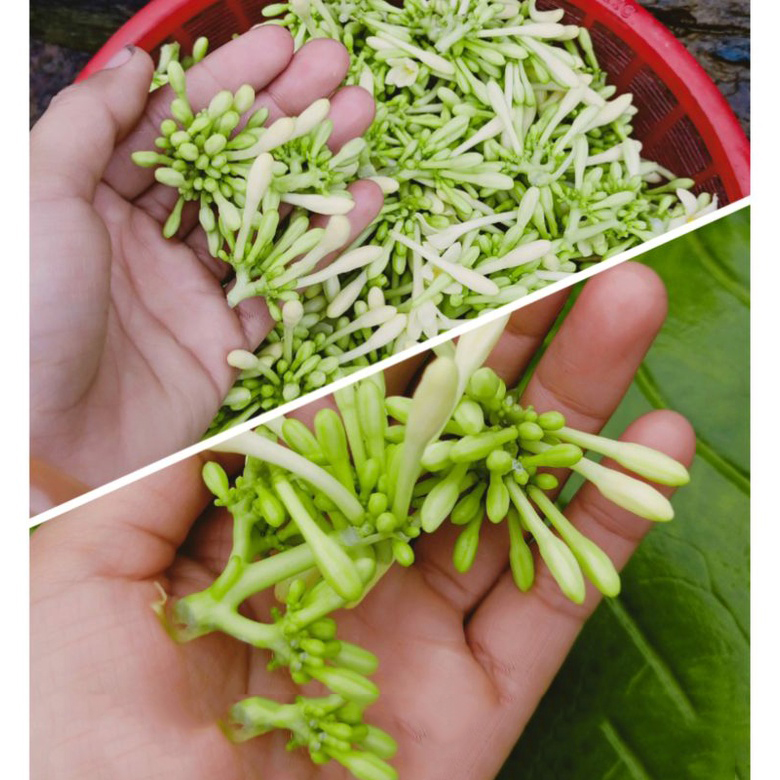Hoa đu đủ đực khô 500g - Thảo Dược Tấn Phát