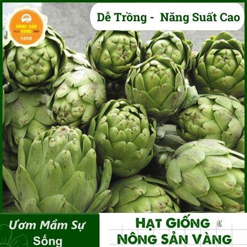 Seed atiso high germination, easy care, rich nutritional value (pack 10 seeds)-shallow gold