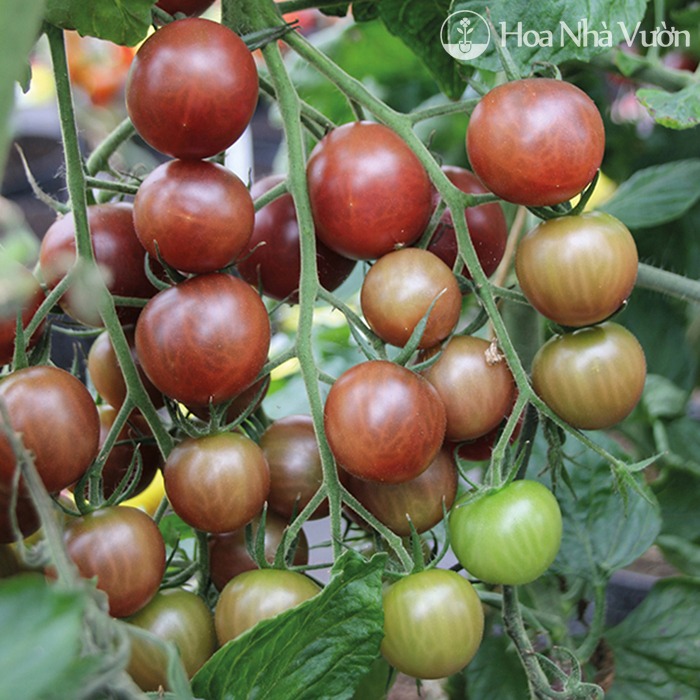Combo 5 gói cà chua các loại - ( cà chua đen - lùn đỏ vàng - cà chua bi dây đỏ - cà chua socola )