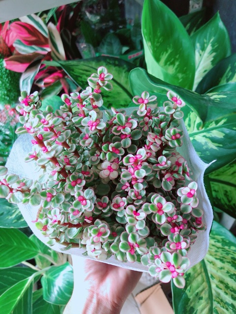Cây ĐôLa Hồng