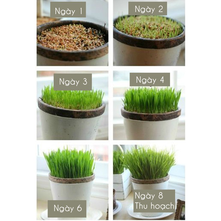 [HCM]Hạt Giống Trồng Cỏ Mèo – Túi 100 gram