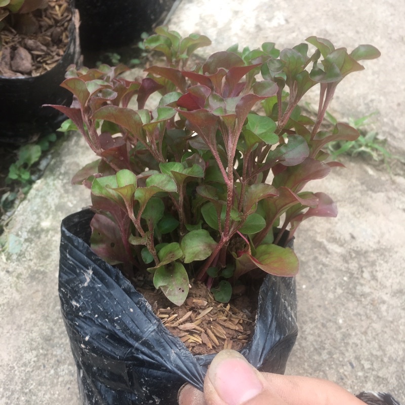 Cây Diệu Đỏ (Điệu Kỷ Đỏ) 