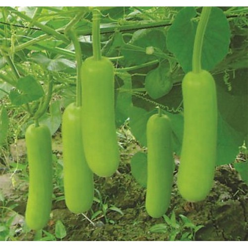 Hạt giống bầu lai Rạng Đông