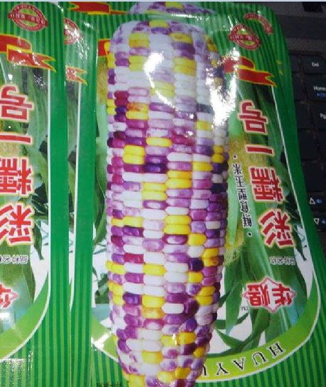 Hạt giống ngô ngũ sắc ( ngô kim cương ) -  gói 30 hạt