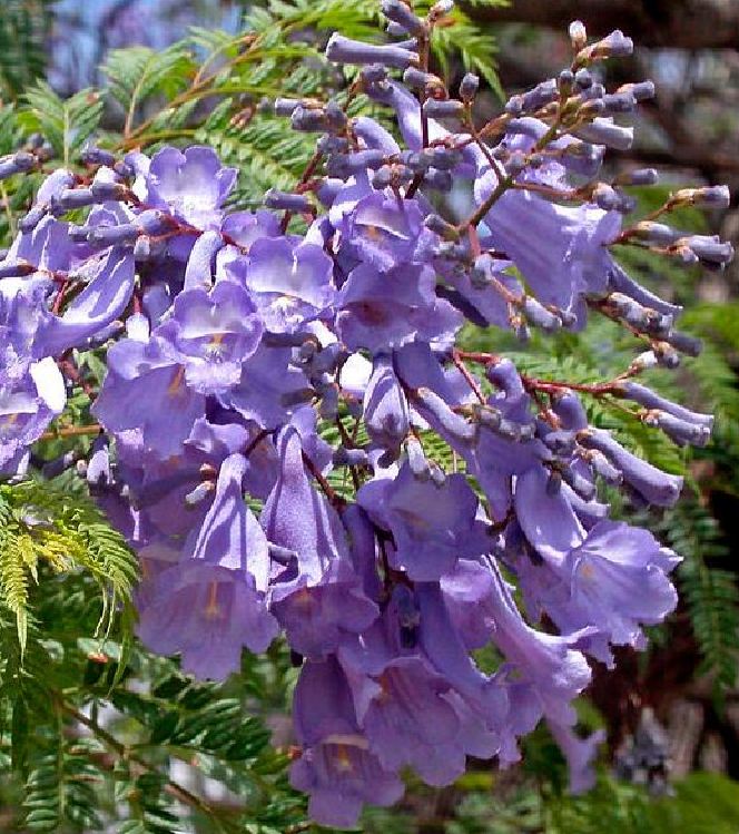 "Gói 5 "Hạt giống hoa phượng vĩ tím [Seeds]