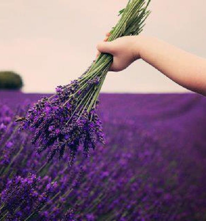 Hạt giống hoa Oải Hương ( hoa Lavender ) gói 100 hạt