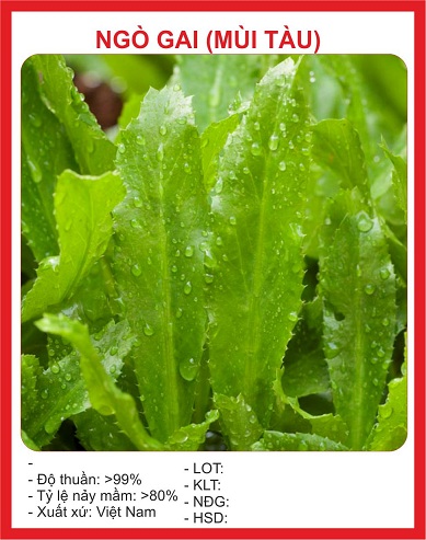 Hạt giống ngò gai mùi tàu - gói 2gram