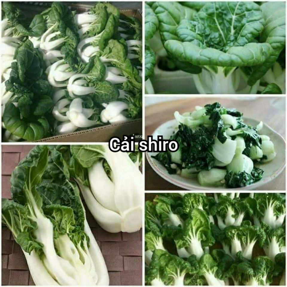 500 HẠT GIỐNG CẢI SHIRO THÁI LAN