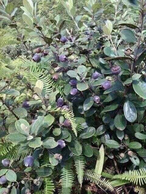 Combo 2 Cây giống hoa sim ăn quả - Shop cam kết cây chuẩn như hình