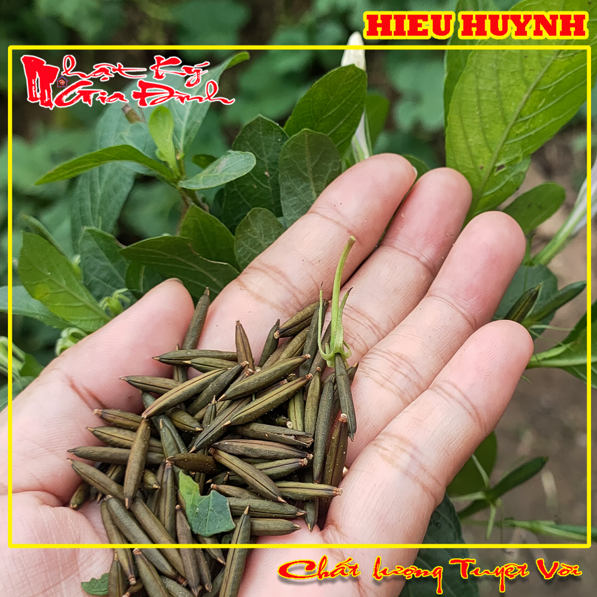 Hạt Giống 30 Trái Sâm Đất trái củ tanh tách tuổi thơ (Cây Sâm Đất)