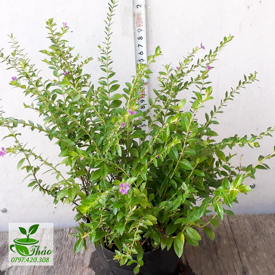 Cây hoa cẩm tú mai trồng sân vườn