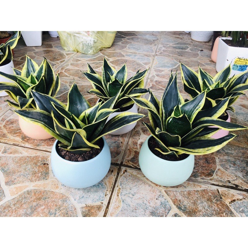 Cây LưỡI Hổ TháI Mini Size Để BàN ( LưỡI Hổ TháI LùN)