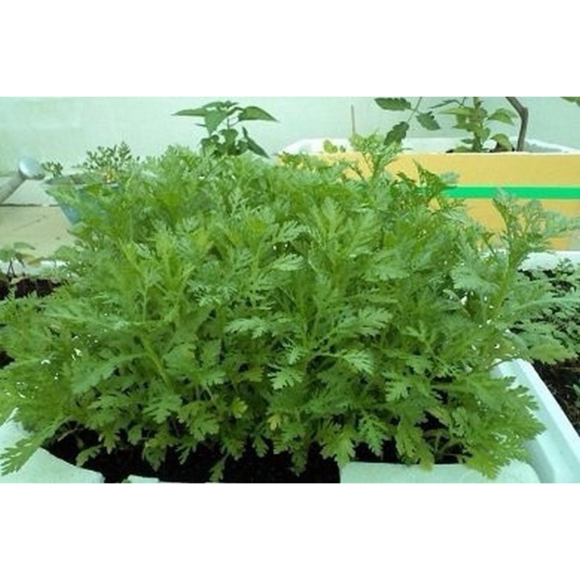 20g Hạt giống Rau tần ô