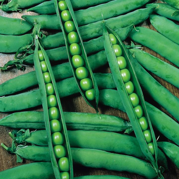 Hạt Giống Đậu Hà Lan (Lấy hạt) - 20Gr