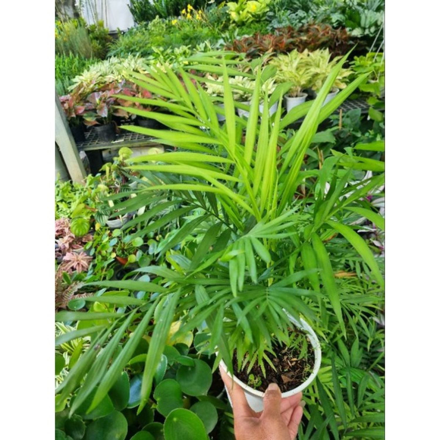 Cây cau tiểu châm (chậu nhiều thân)