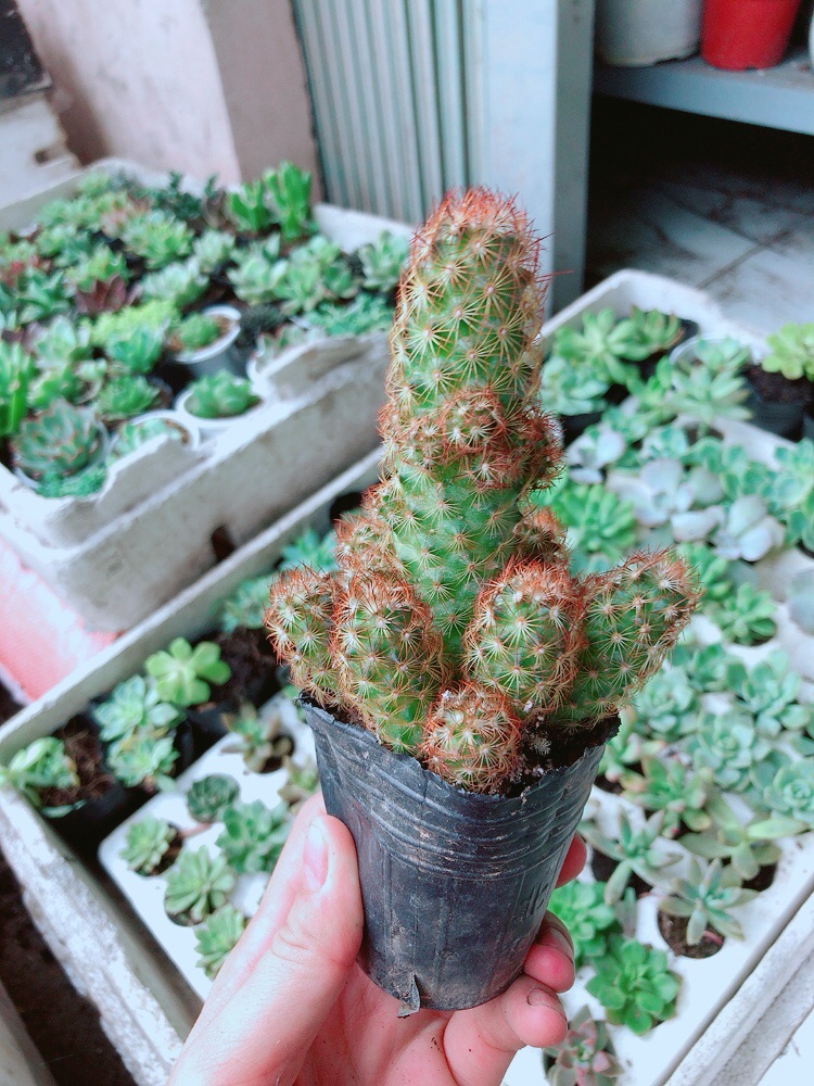 Xương rồng thạch trụ