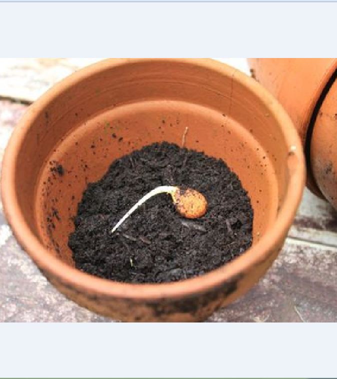 "Gói 10 "Hạt giống Cây Ăn Trái Cherry Đỏ [Seeds]