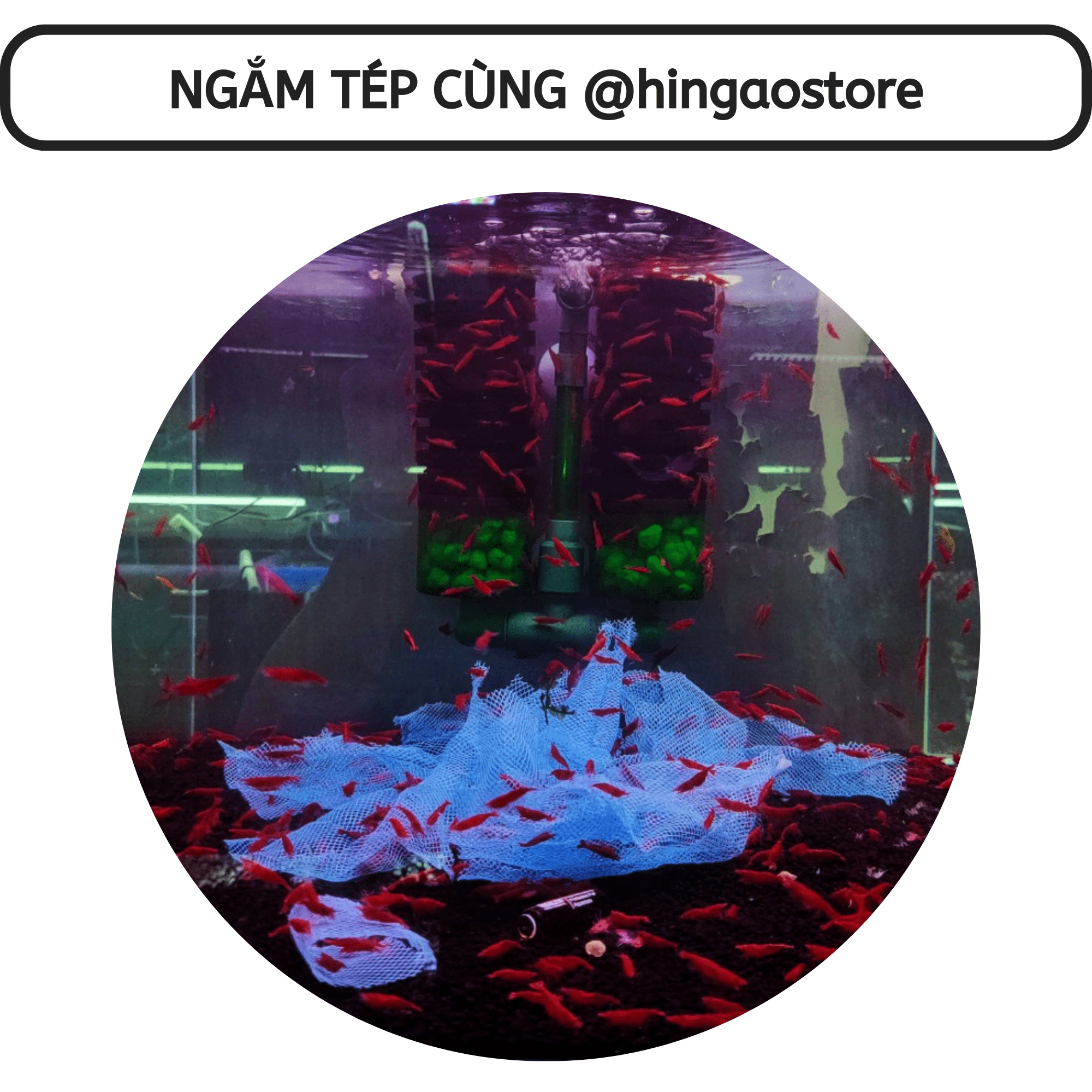 Nuphar solution removal Moss-algae harm-remove the whole all kinds Moss harm stubborn in tank aquatic | hingaostore.