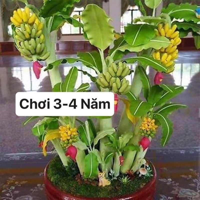 Cây giống chuối cảnh mini (có thể ăn được)