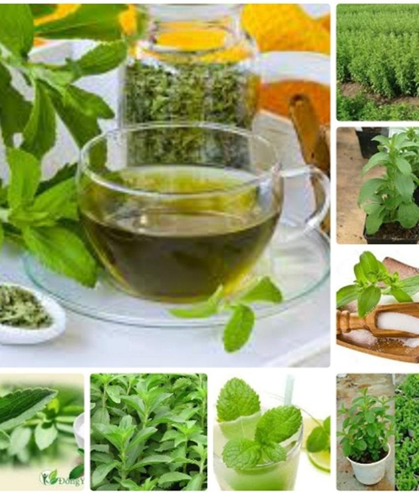 Hạt giống Cỏ ngọt