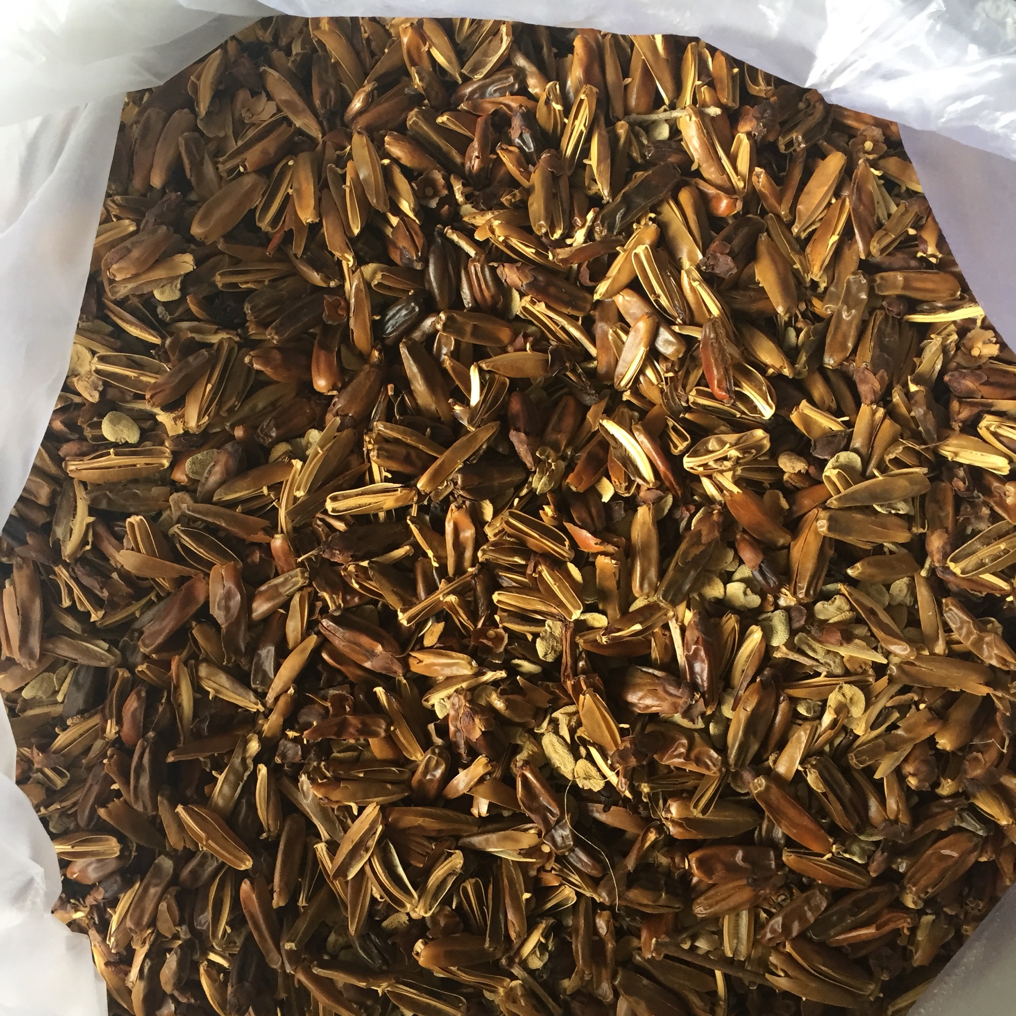 Trái ô rô phơi khô 1 ký - chỉ toàn trái