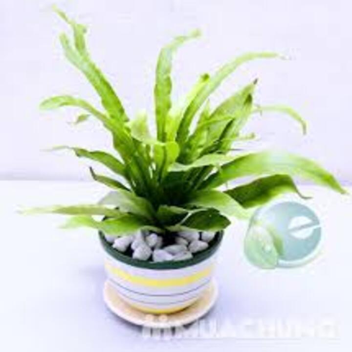 CÂY TỔ QUẠ (TỔ PHỤNG) - CÂY PHONG THỦY