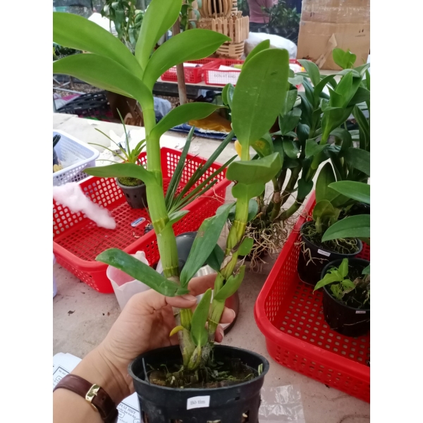 Dendro nắng Lưỡi Bò Tím - Cây tơ sắp cho hoa