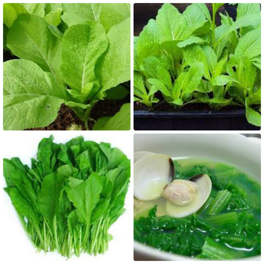 Hạt Giống Cải Mơ Lùn (20G)