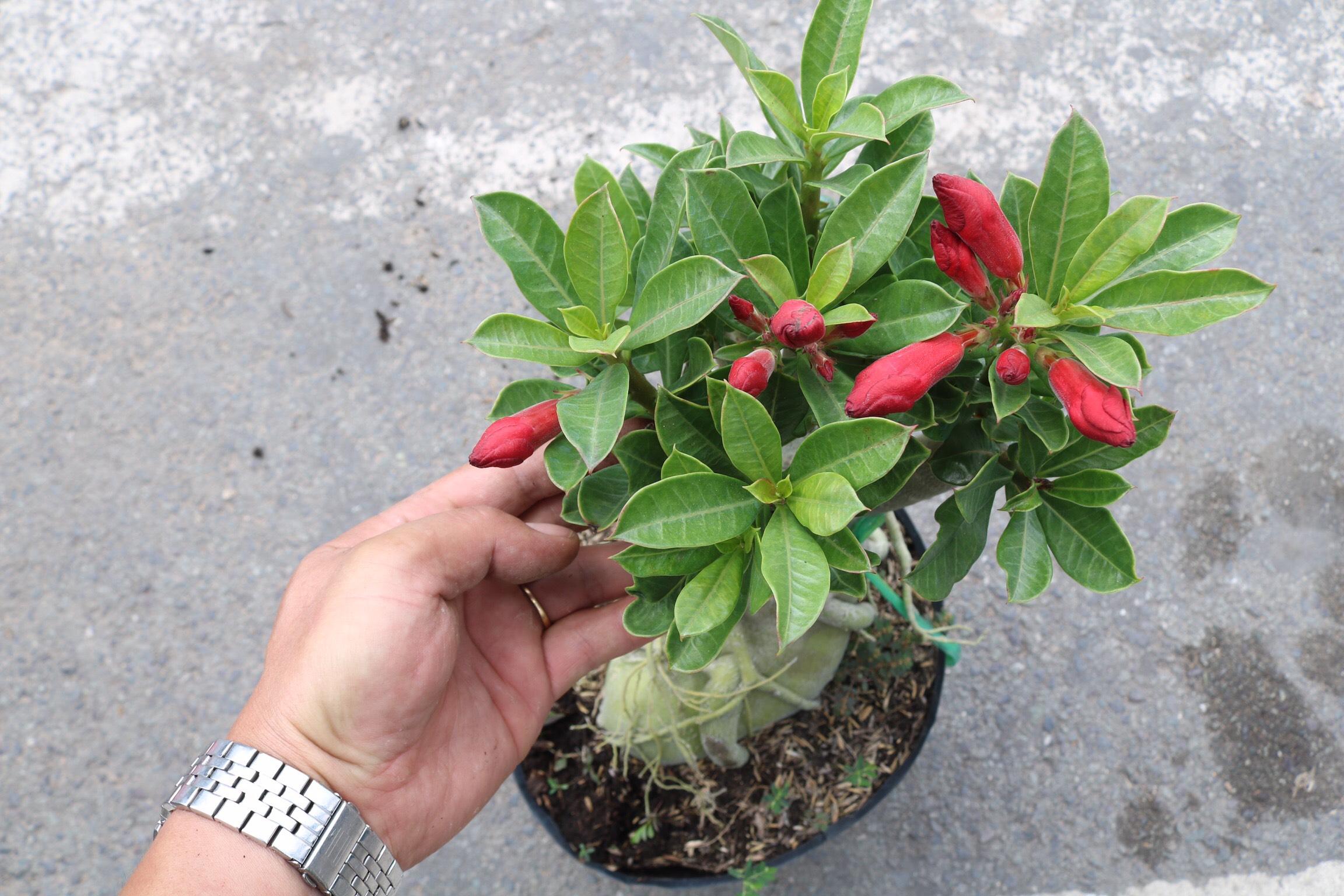Cây sứ Thái bông kép gốc to