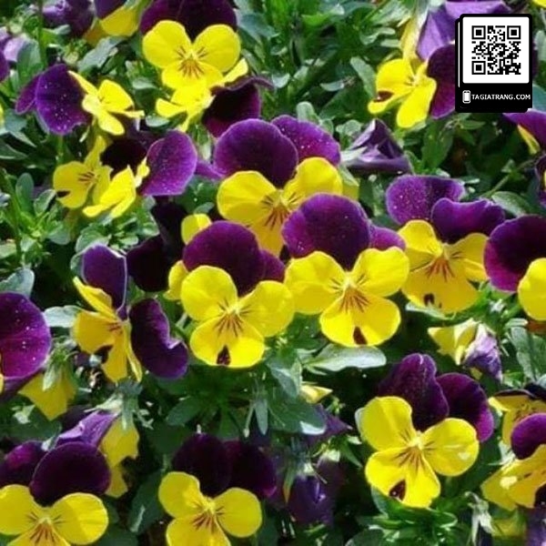 Hạt giống hoa pansy (hoa păng xê)